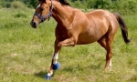 Hannover horse